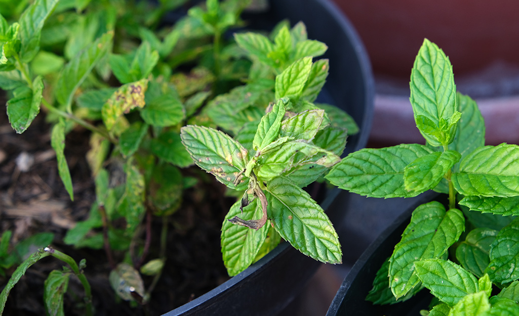 Mint growing in a container.