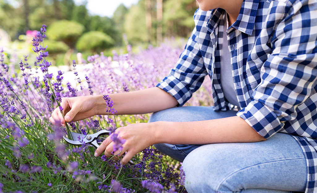 Someone snipping lavender in a garden with garden shears.