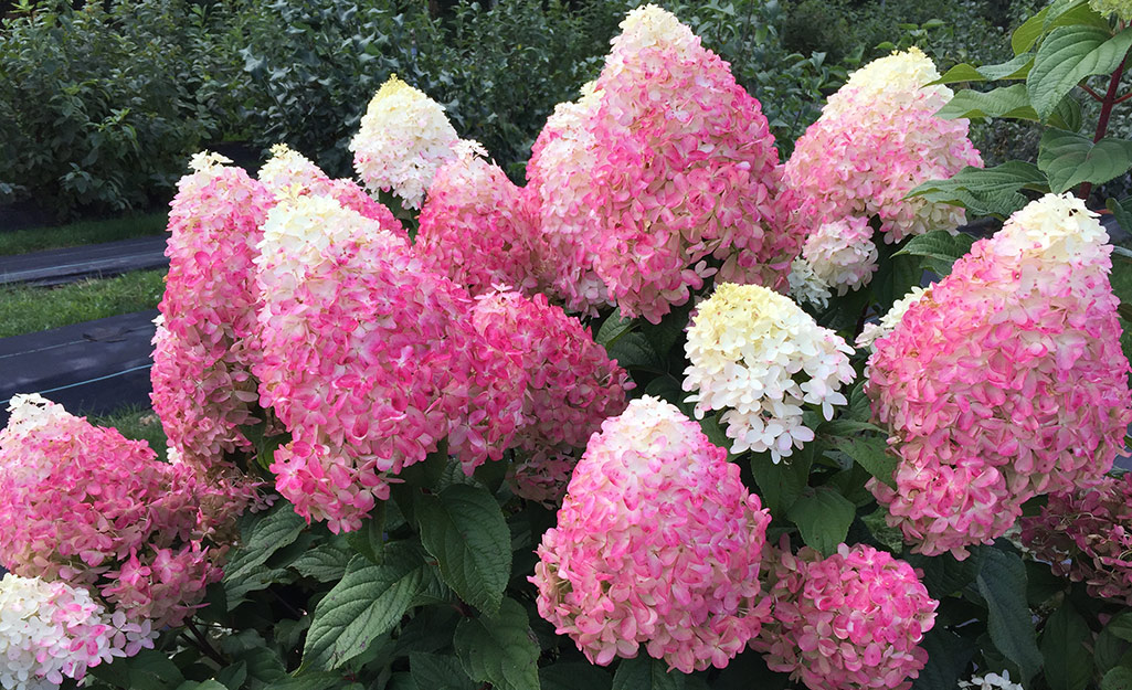 Home depot deals hydrangea