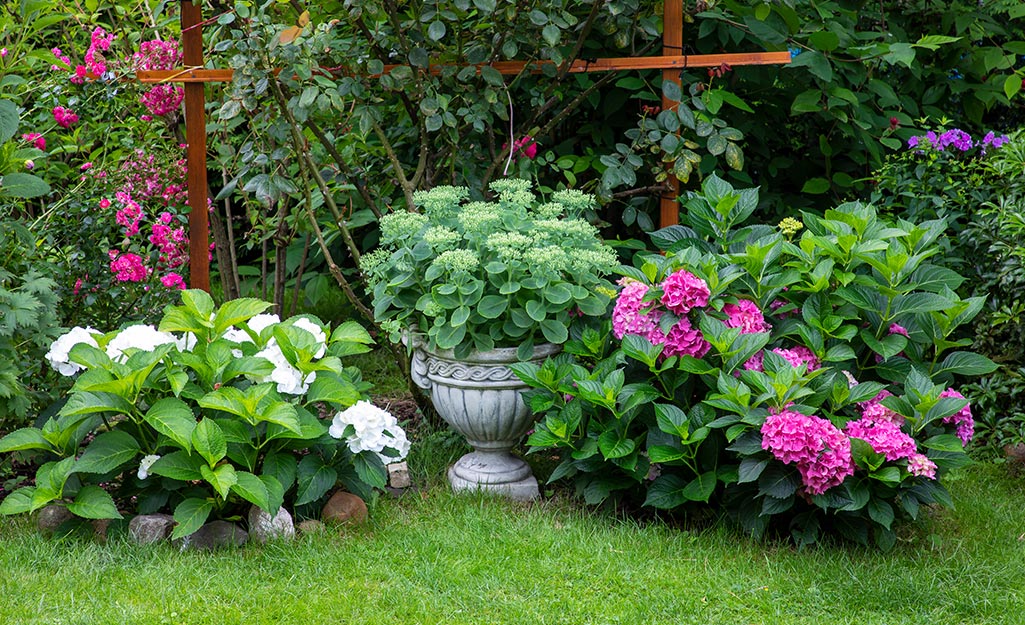 Home depot deals hydrangea