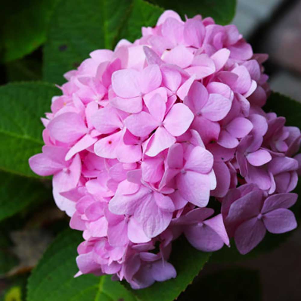 How To Grow Hydrangeas The Home Depot,Types Of Owls In Southern California