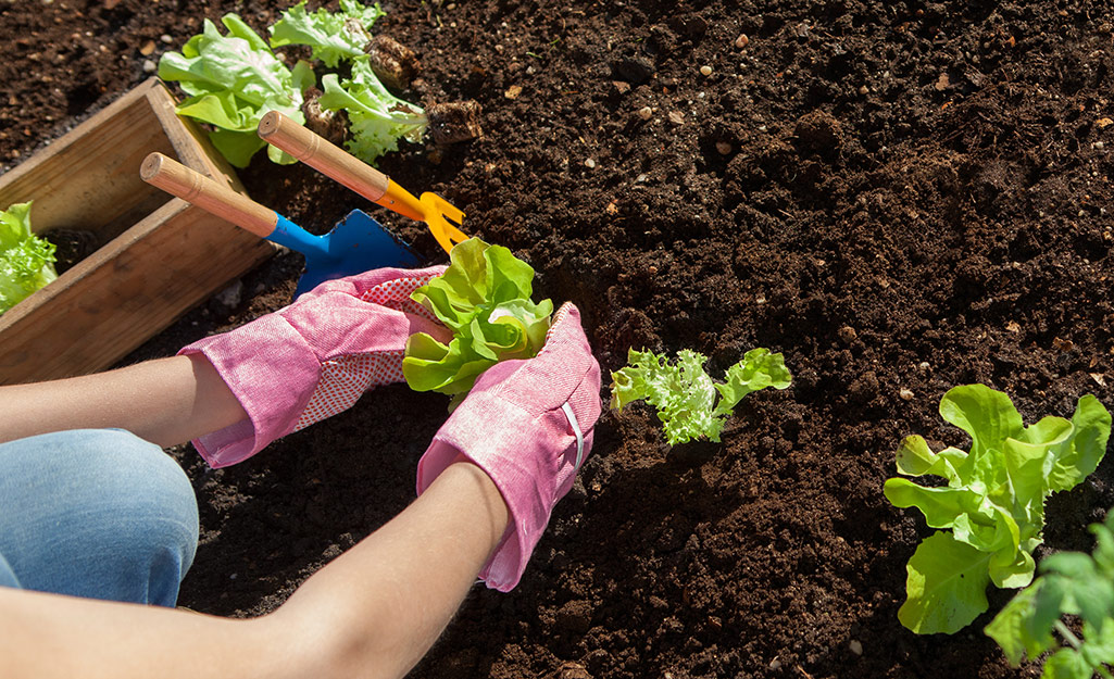 How to Grow Lettuce - The Home Depot