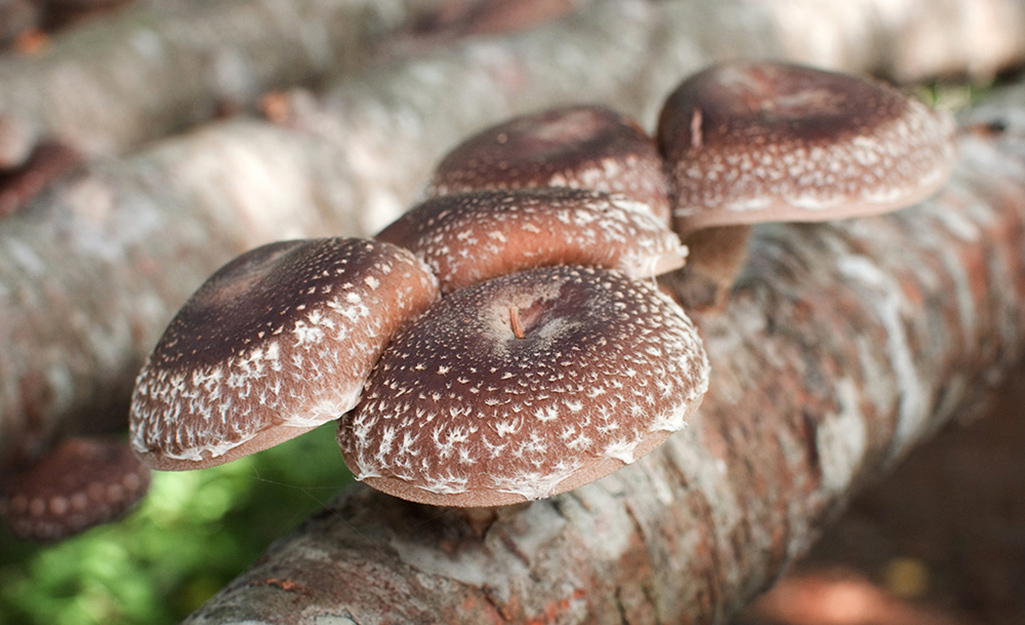 PIpe Cleaner Mushrooms 