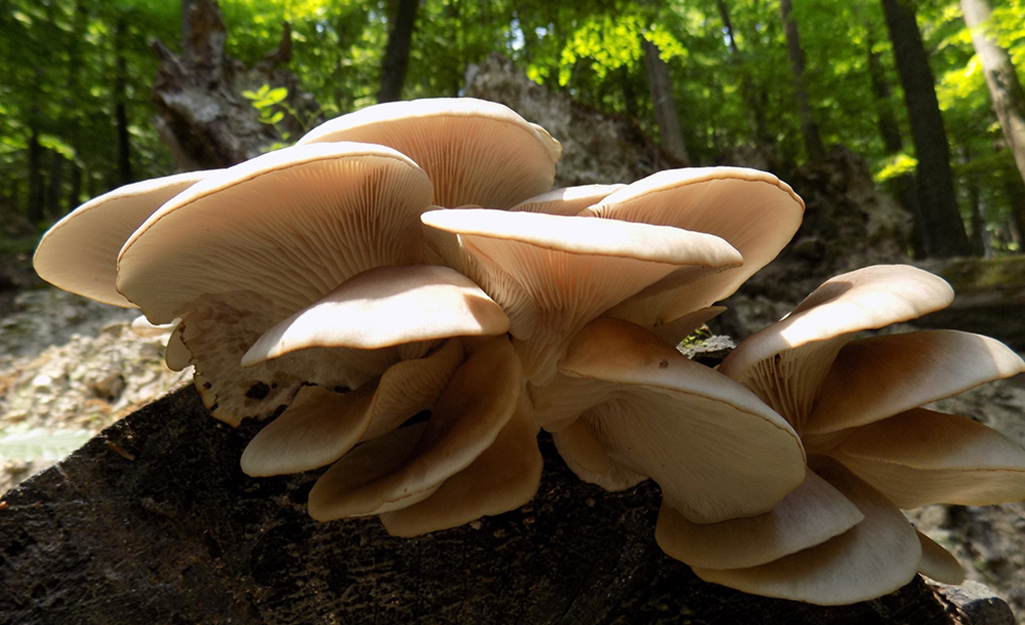 Mushrooms growing outdoors on a log.
