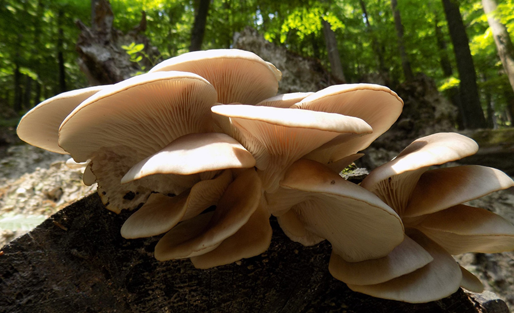 Blue Oyster Mushroom Straw Log (Living Mulch)