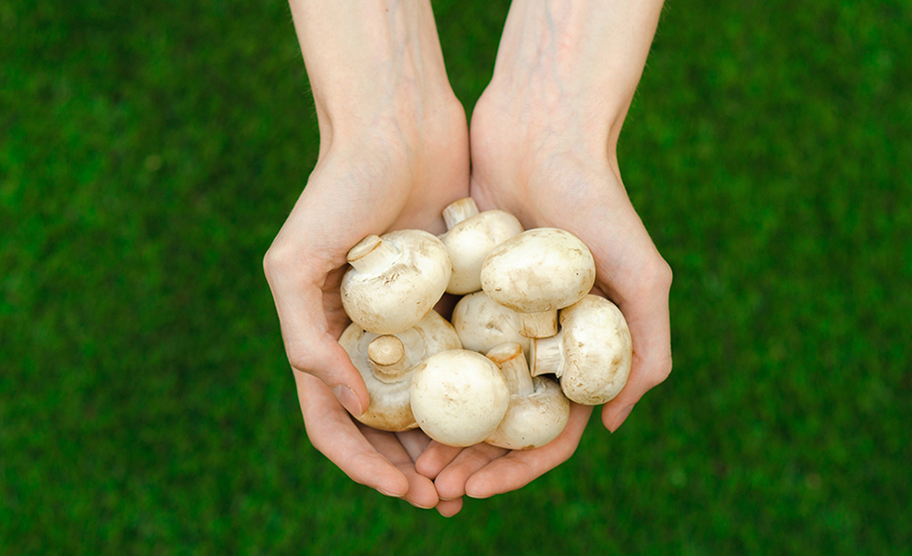 Person holding a handful of white mushrooms.