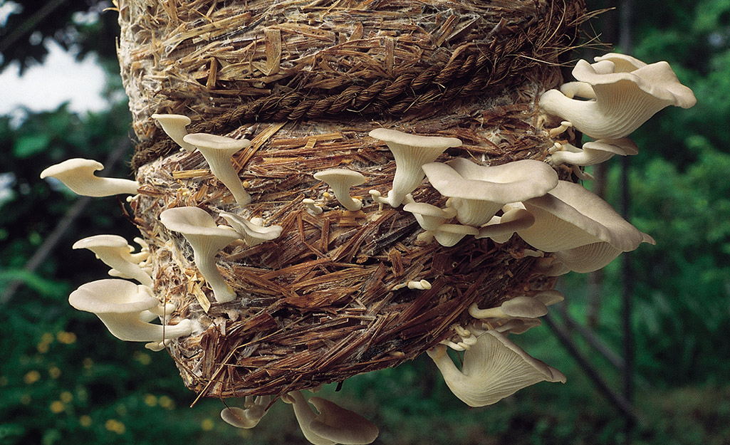 Oyster mushrooms growing in straw
