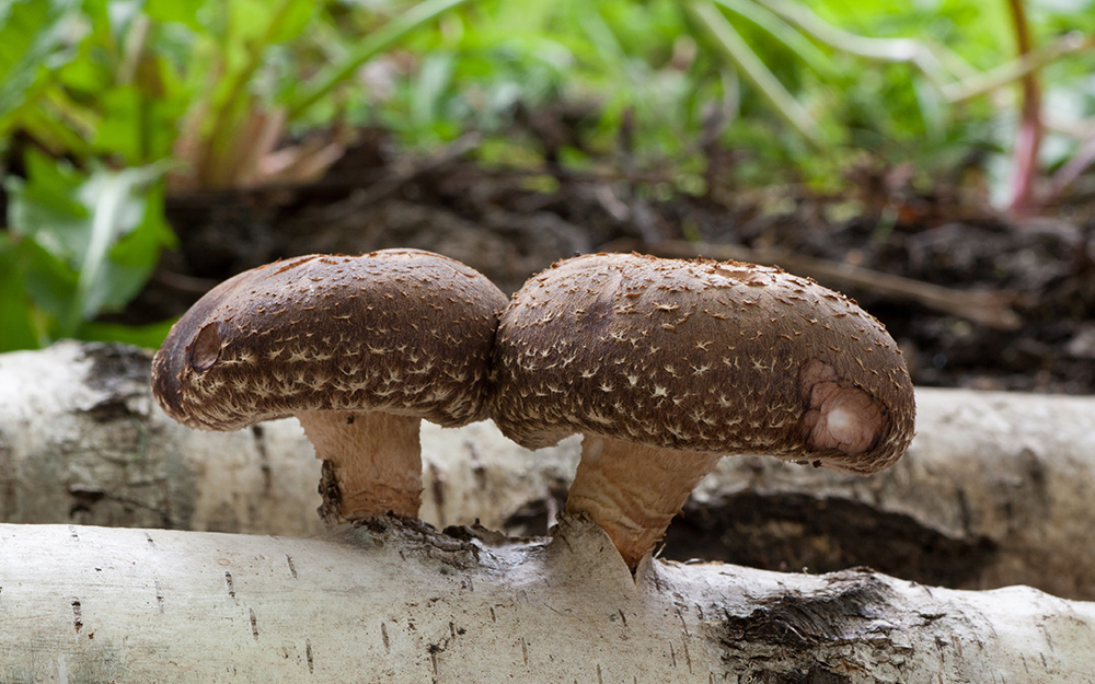 Two mushrooms growing on a log.