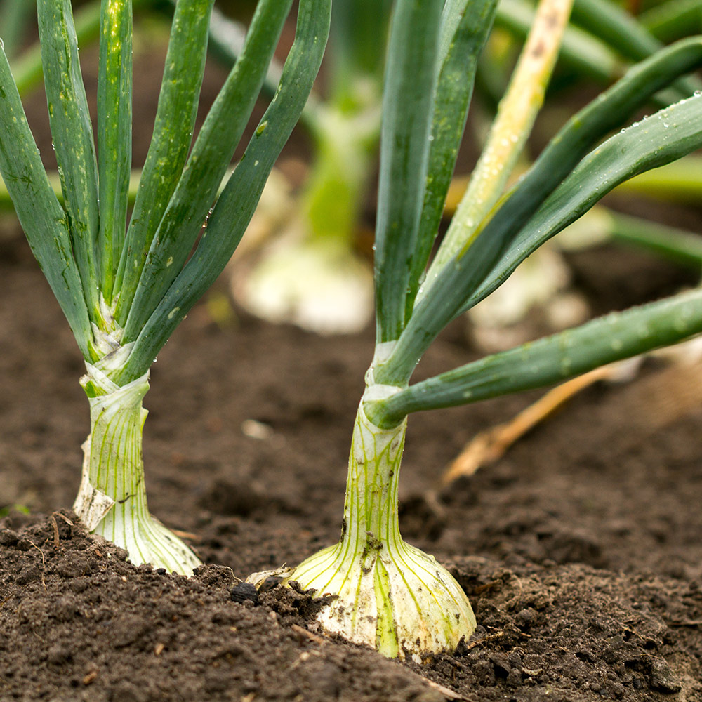 Bulb onions growing in soil.