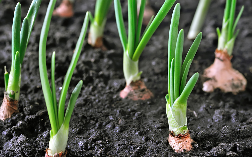 types of onion plants