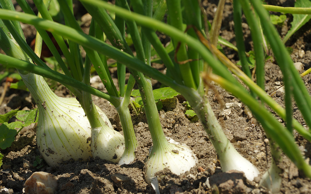Ripe onions in the ground.