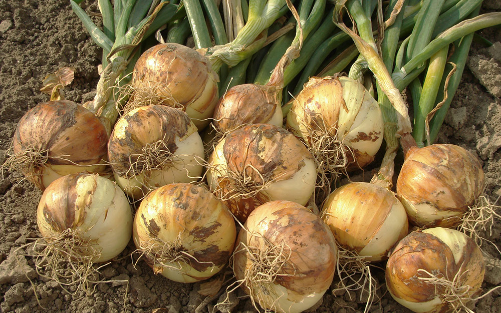 yellow onion plants
