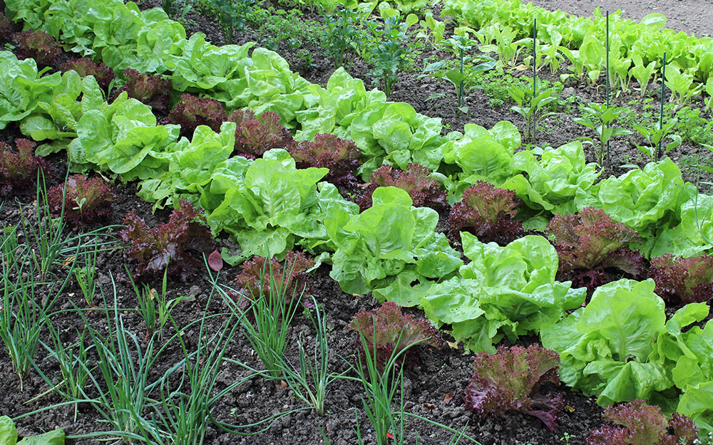 Onions and lettuce growing in a vegetable garden