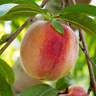 How to Grow Peaches
