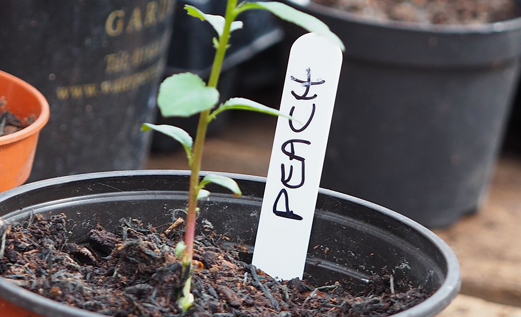 how to grow a peach tree from seed indoors