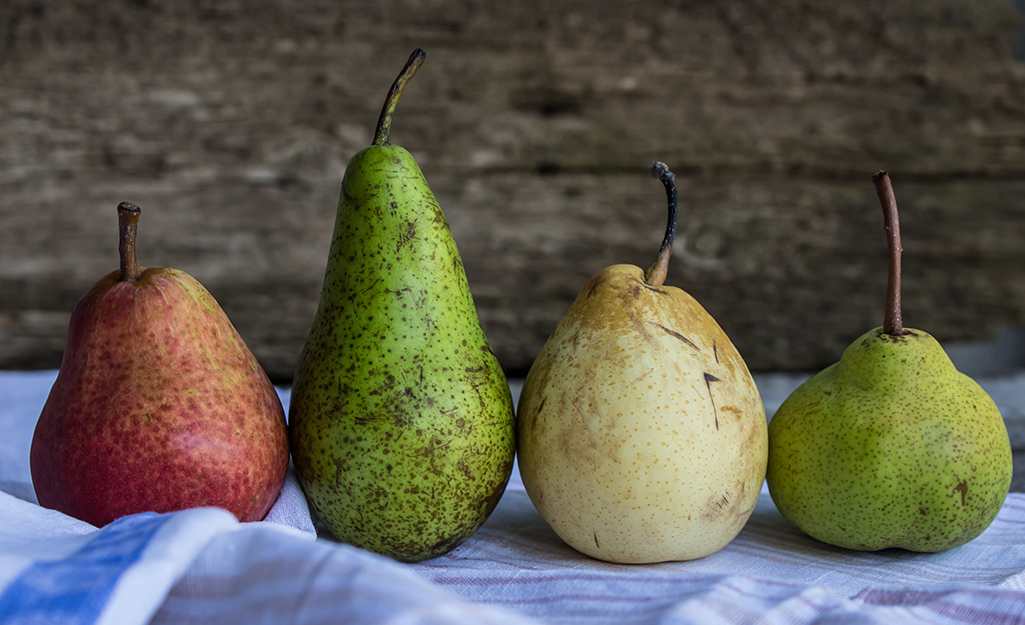 A variety of pears in different colors and sizes sit on a blue cloth.
