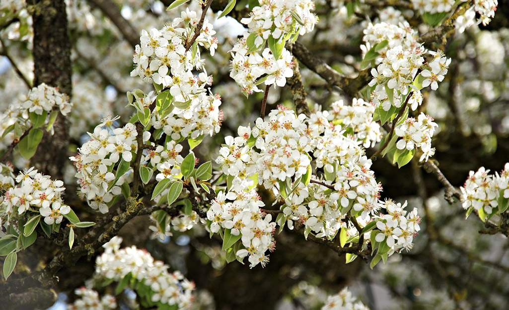 A pear tree in bloom with clusters of white flowers.