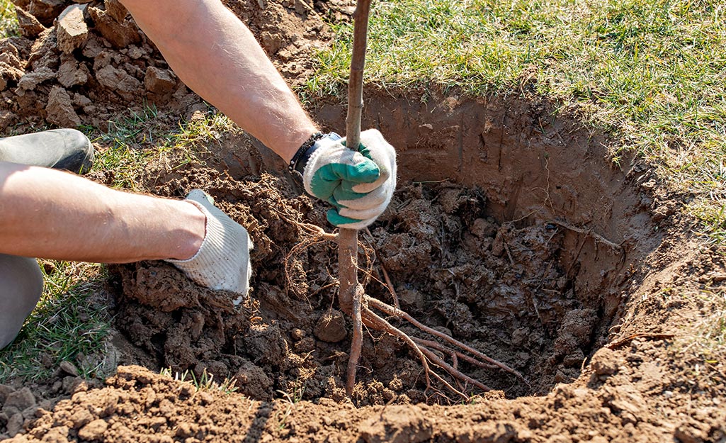 A person plants a pear tree in a hole in the ground.