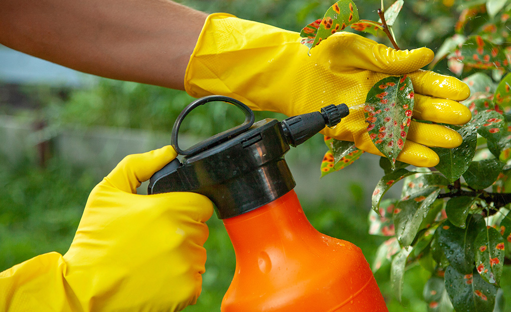 Someone wearing gloves and using a spray bottle to spray a pear tree for disease.