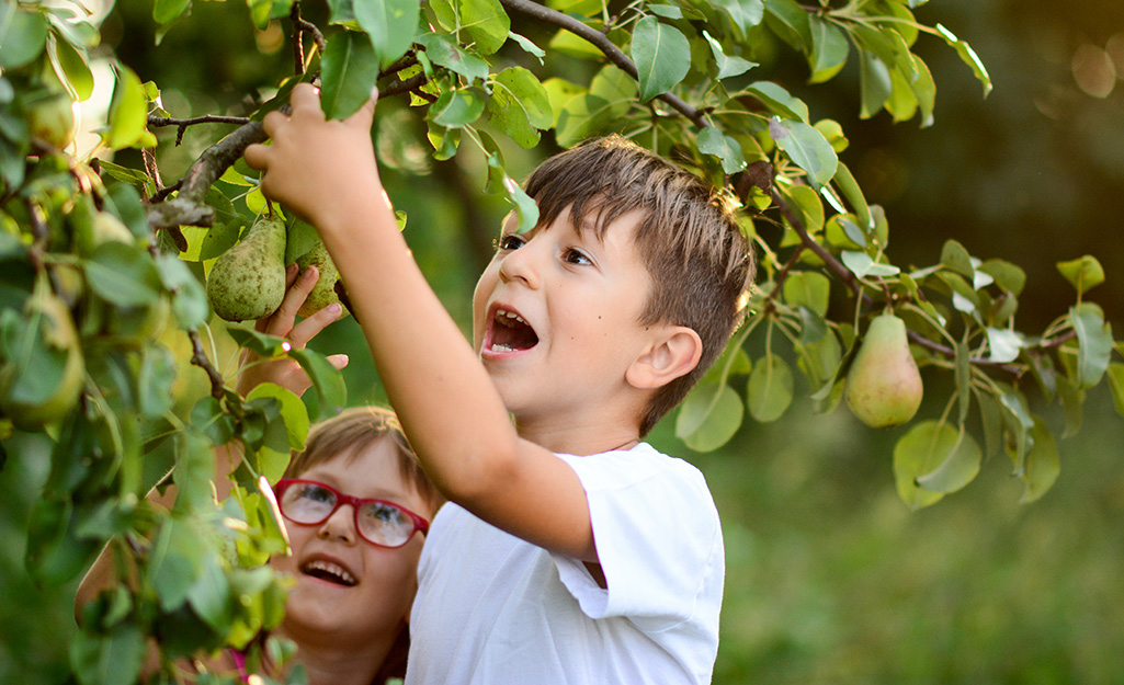 Two kids picking pears from a pear tree. 