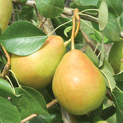 How to Grow Pears