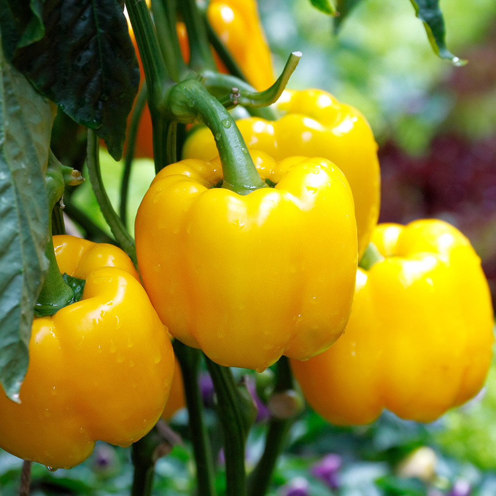 Save on Giant Bell Peppers Rainbow Order Online Delivery