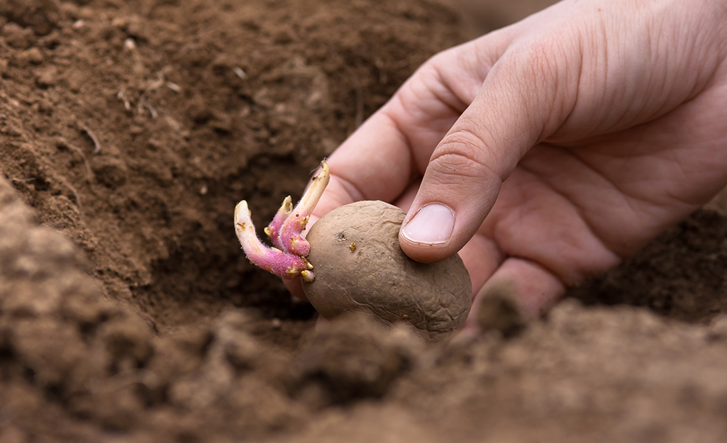 Gardener planting potatoes in soil Gardener planting potatoes in soil