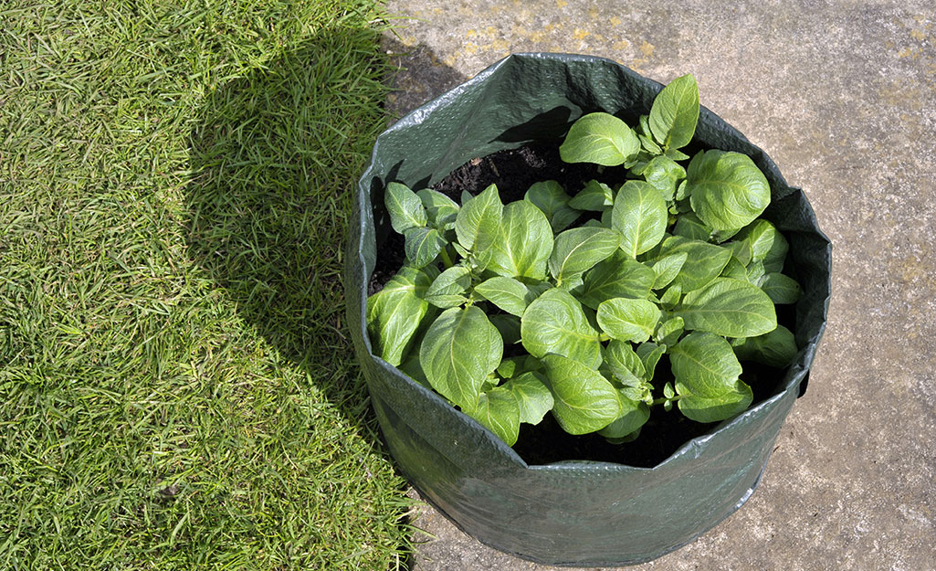 Plants growing in a grow bag Plants growing in a grow bag