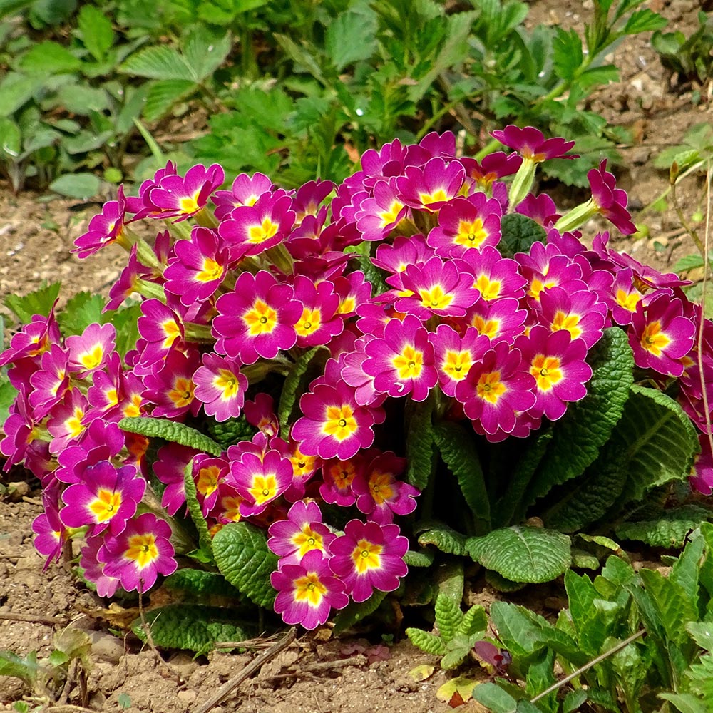 Pink and yellow primroses.