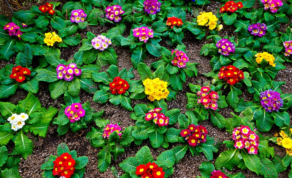 Different colored primroses in a garden bed.