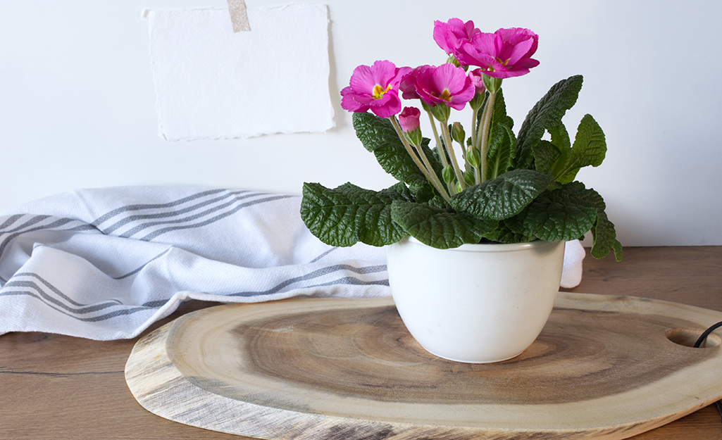 Pink primrose in a pot on a kitchen table.