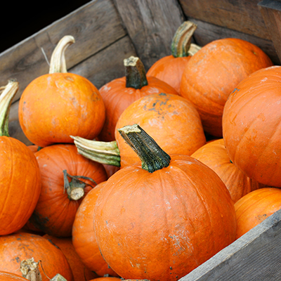 Tips To Grow And Store Pumpkins