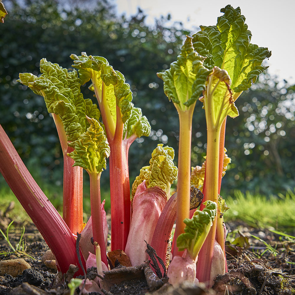 How to Grow Rhubarb - The Home Depot
