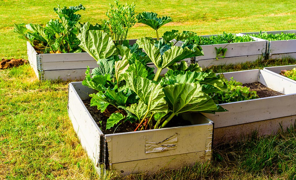 Growing rhubarb in home gardens