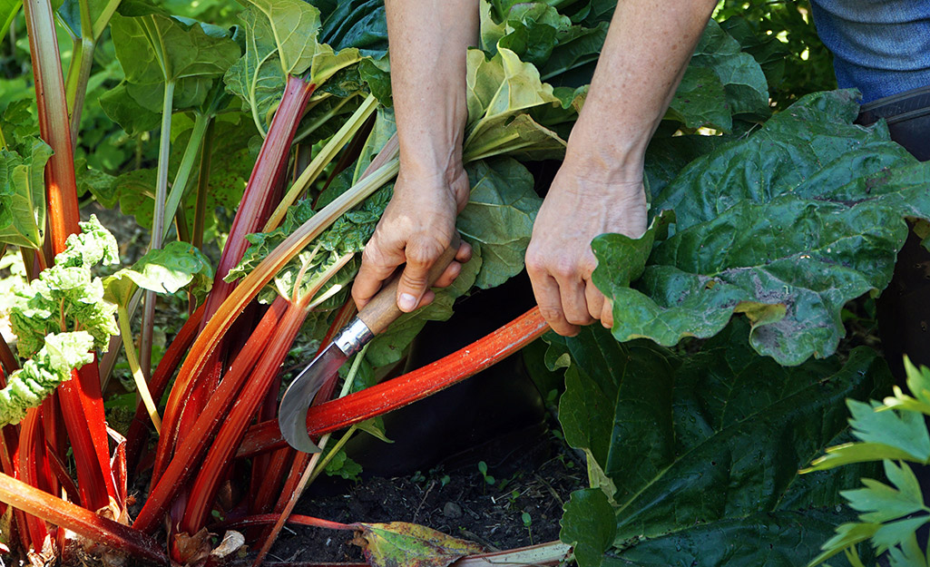 Best Way to Plant Rhubarb - Back Gardener