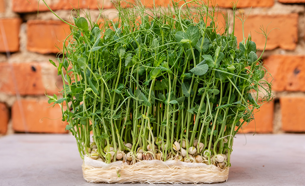 https://contentgrid.homedepot-static.com/hdus/en_US/DTCCOMNEW/Articles/how-to-grow-sprouted-seeds-and-microgreens-2022-step-1.jpg