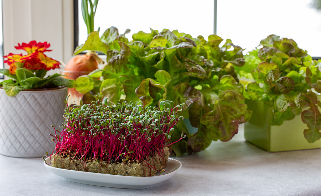 How to Grow Cress Microgreens  Planter's Library – Sow Right Seeds