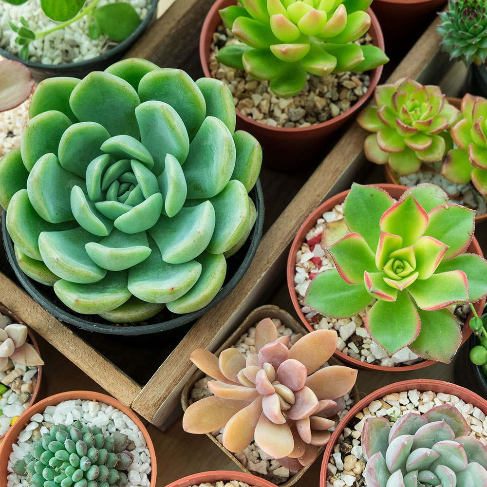 Succulents in a tray
