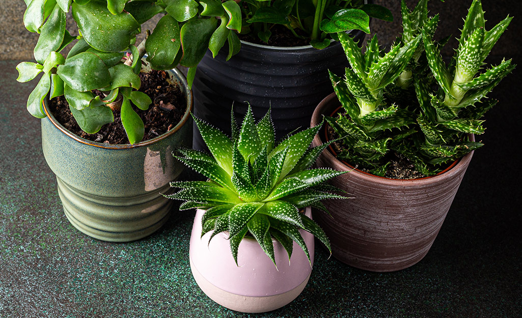 Collection of succulents in ceramic pots