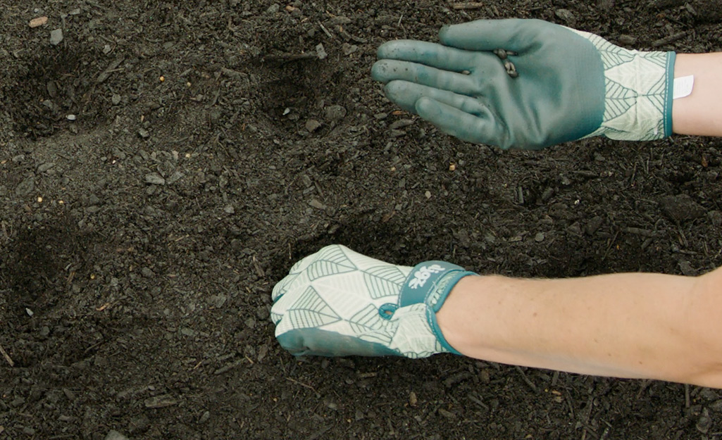 https://contentgrid.homedepot-static.com/hdus/en_US/DTCCOMNEW/Articles/how-to-grow-sunflowers-2022-step-2.jpg