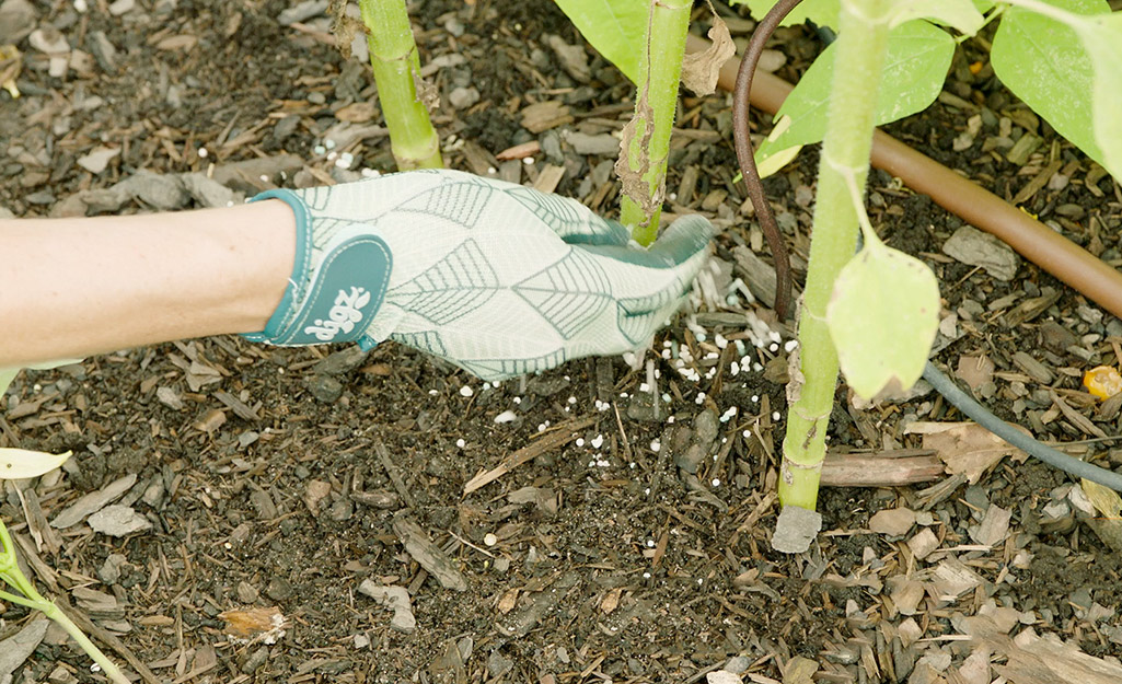 https://contentgrid.homedepot-static.com/hdus/en_US/DTCCOMNEW/Articles/how-to-grow-sunflowers-2022-step-3.jpg