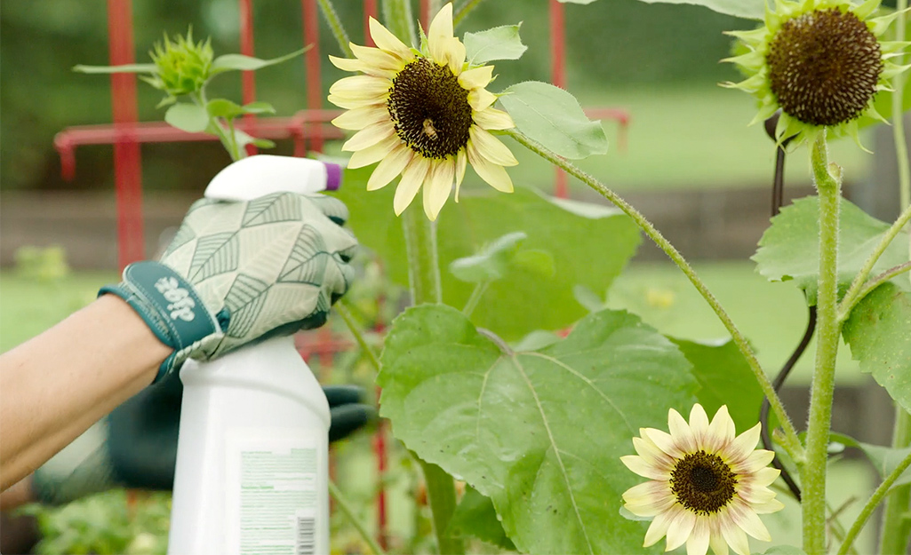 https://contentgrid.homedepot-static.com/hdus/en_US/DTCCOMNEW/Articles/how-to-grow-sunflowers-2022-step-4.jpg