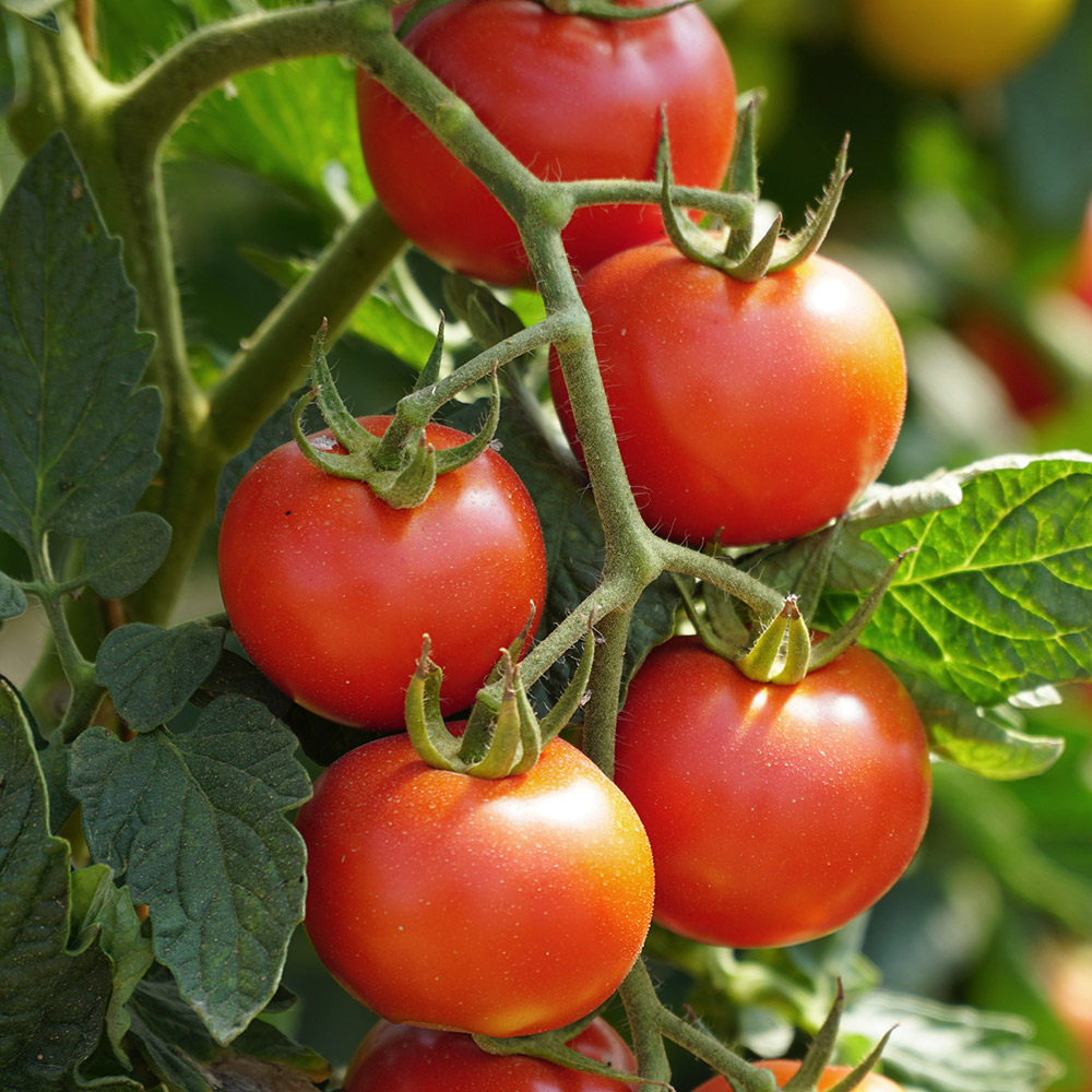 tomato plants growing