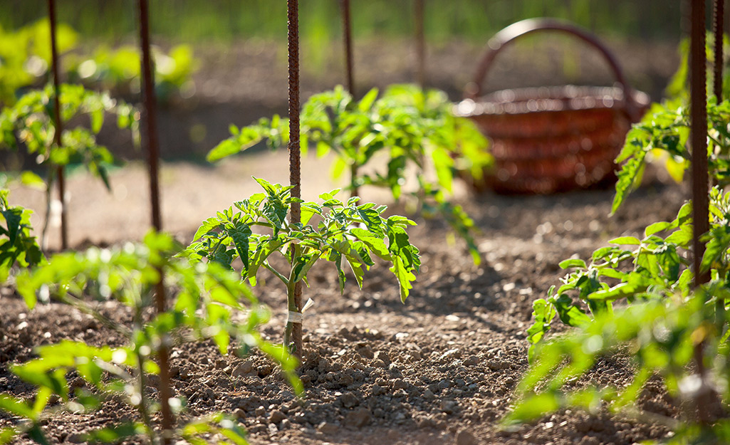 Tomatos planted in a sunny vegetable garden