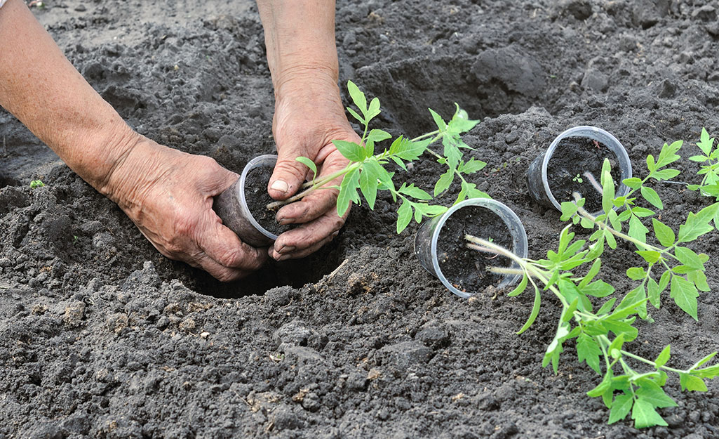 Gardener planting tomato seedlings 