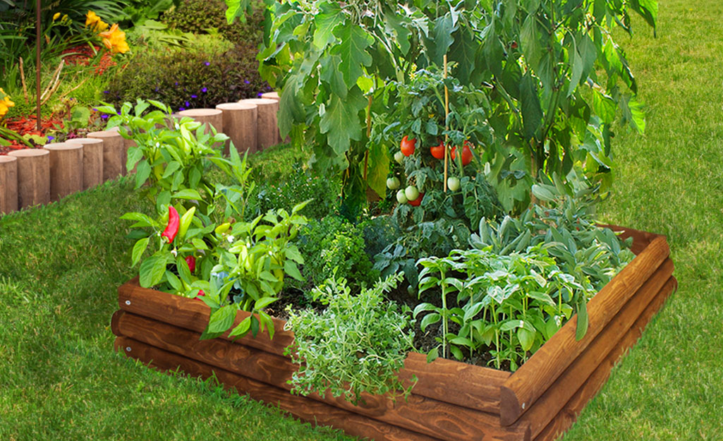 Planting tomatoes in a raised garden bed