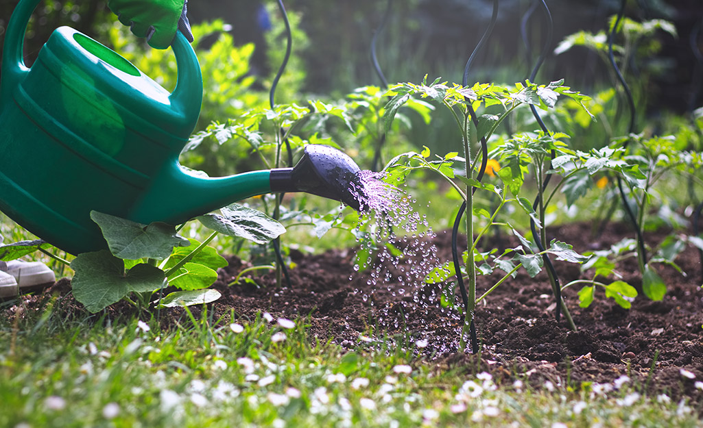 Tips for Growing Tomatoes - The Home Depot