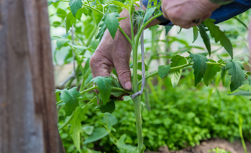 Tips for Growing Tomatoes - The Home Depot