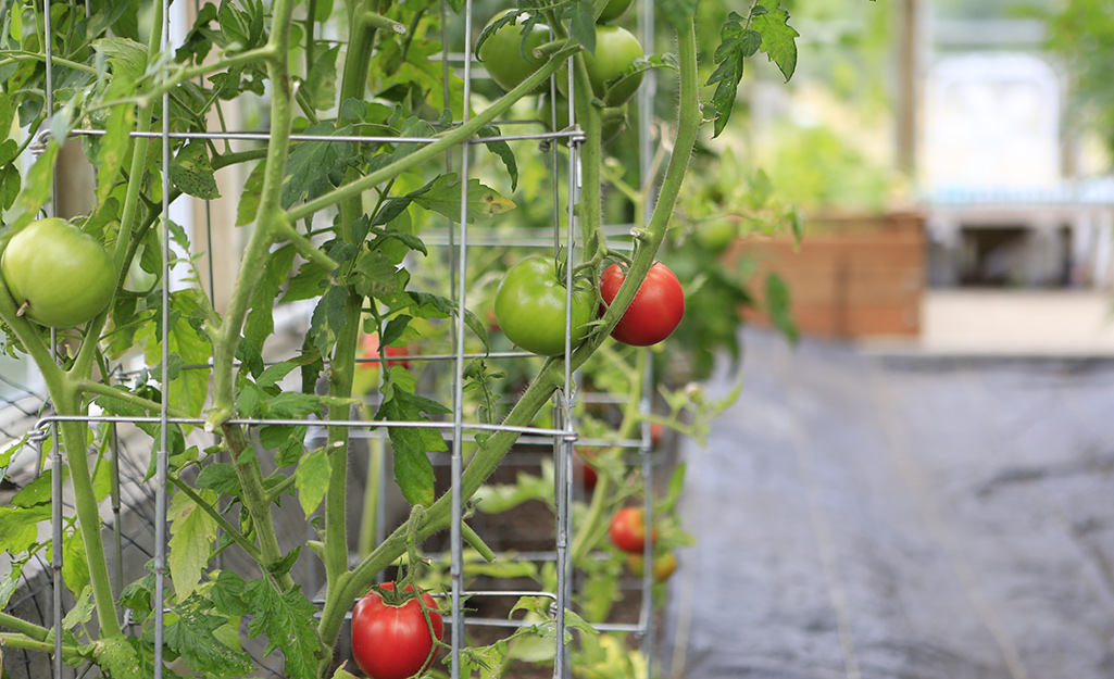 Growing Tomatoes - Thrive