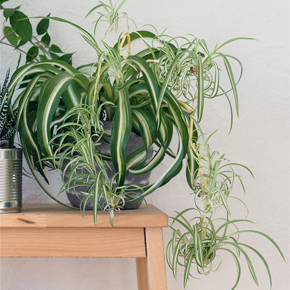 7 Spider Plant Benefits And Why Your Home Needs One